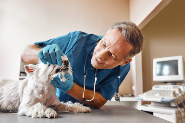 Best Same-Day Emergency Dentist in Boonville, CA